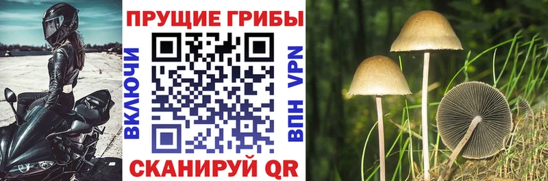 где можно купить Сенгилей Псилоцибиновые грибы Cubensis